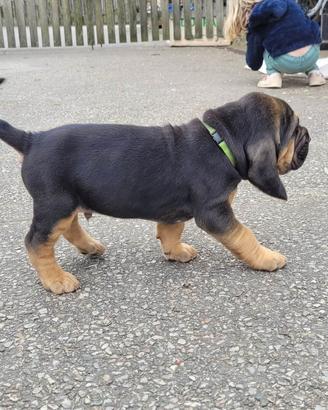 Bloodhound cuccioli
