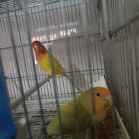 Coppia di inseparabili