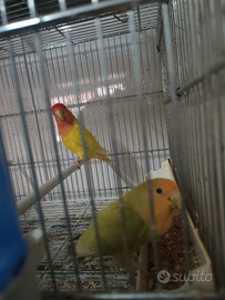 Coppia di inseparabili