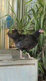 Gallina