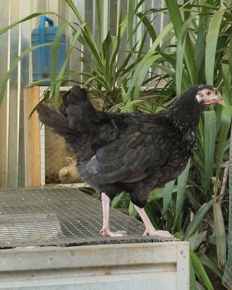 Gallina