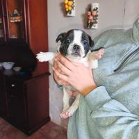 Bulldog francese
