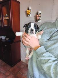Bulldog francese