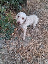 Lagotto romagnolo da tartufo