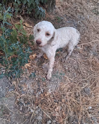 Lagotto romagnolo da tartufo
