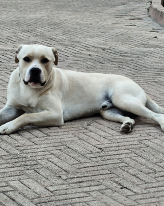 Cane corso amstaff
