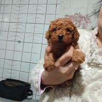 Ultima cucciola barboncina toy red Brown