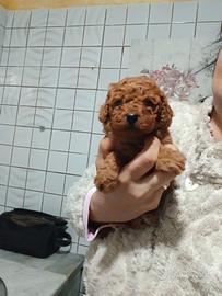 Ultima cucciola barboncina toy red Brown