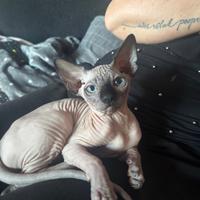 Cuccioli sphynx