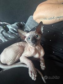 Cuccioli sphynx