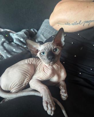 Cuccioli sphynx