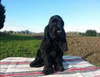 Cocker