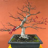 Bonsai Acero Palmato Deshojo
