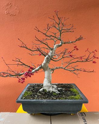 Bonsai Acero Palmato Deshojo