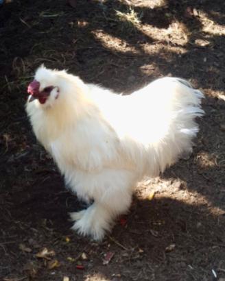 Gallo moroseta