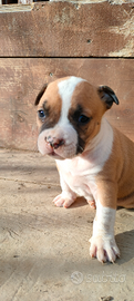 Cuccioli Amstaff