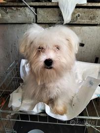 Cucciolo maltese