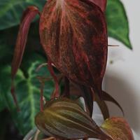philodendron micans Mint Pink 
