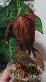 philodendron micans Mint Pink 