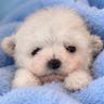 barboncino-toy-bianco-cuccioli-selezionati