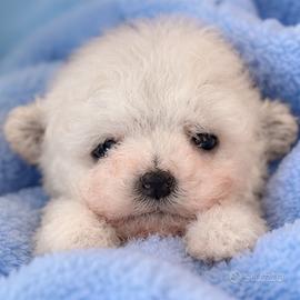 Barboncino Toy bianco, cuccioli selezionati