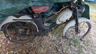 vittoria carnielli Sachs 48 