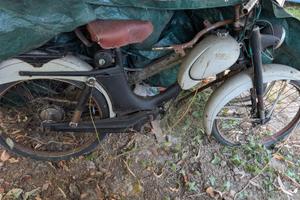 vittoria carnielli Sachs 48 
