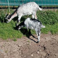 Becchetti nani e fiorinati valdostani
