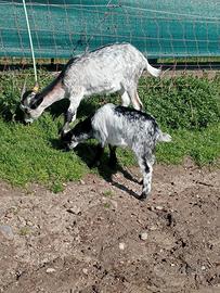 Becchetti nani e fiorinati valdostani