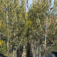 Piante di olivo di 2 anni 