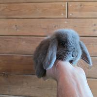 Coniglio nano minilop blu di Vienna