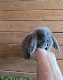 Coniglio nano minilop blu di Vienna