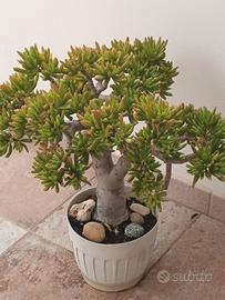 bonsai di Crassula