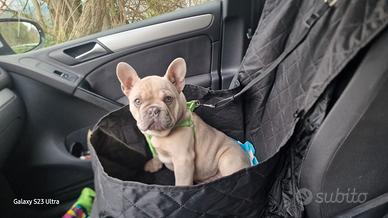 Cane bulldog francese