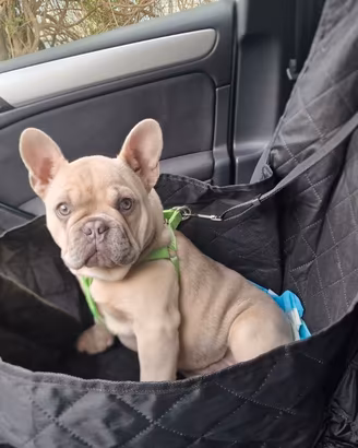Cane bulldog francese
