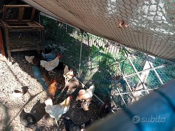 Galline ovaiole