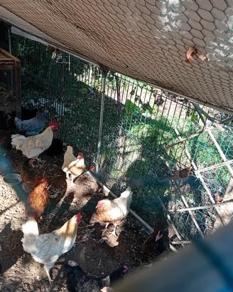 Galline ovaiole