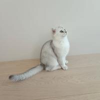 Gatto razza British shorthair