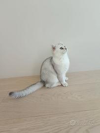 Gatto razza British shorthair