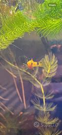Molly Poecilia sphenops