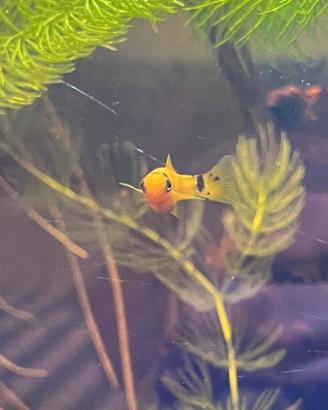 Molly Poecilia sphenops