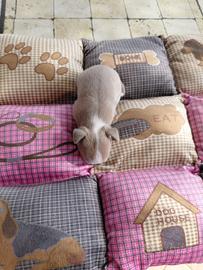 Chihuahua maschietto lilac