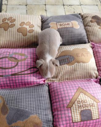 Chihuahua maschietto lilac