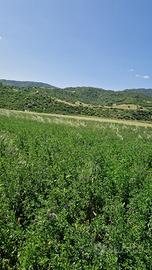 Erba medica e Foraggio