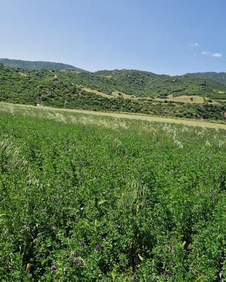 Erba medica e Foraggio