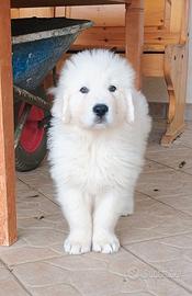 Cuccioli Pastore Abruzzese Maremmano