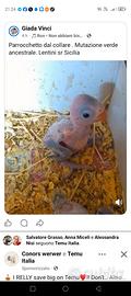 Parrocchetto collare pullo