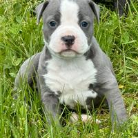 Amstaff Blue