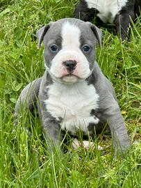 Amstaff Blue