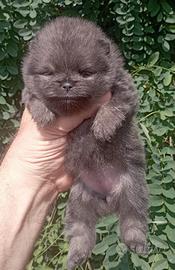 Cucciola di Spitz di Pomerania con pedigree ENCI